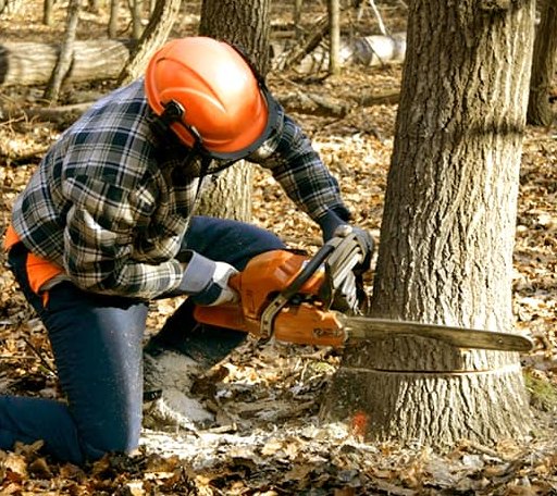 Tree Removal in Noble, LA